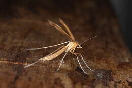 Image of Brown Plume