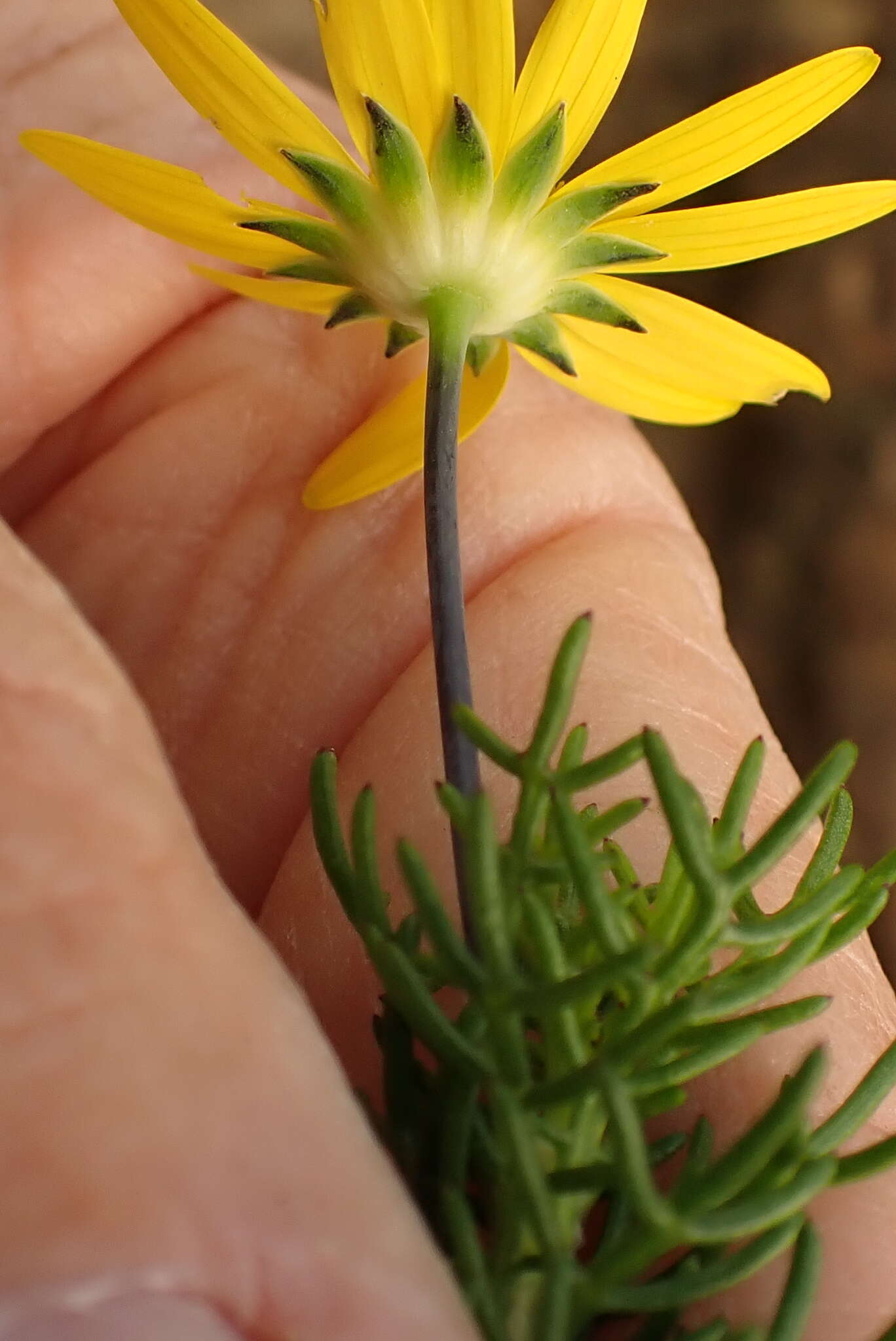 Image of Euryops pinnatipartitus (DC.) B. Nordenst.