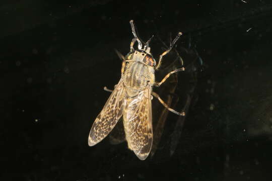 Image of common horse fly