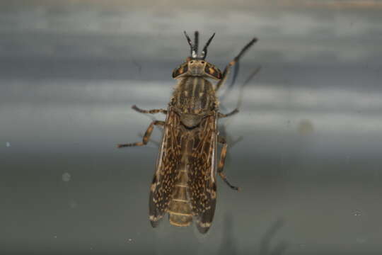 Image of common horse fly