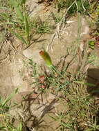 Image of hood canarygrass