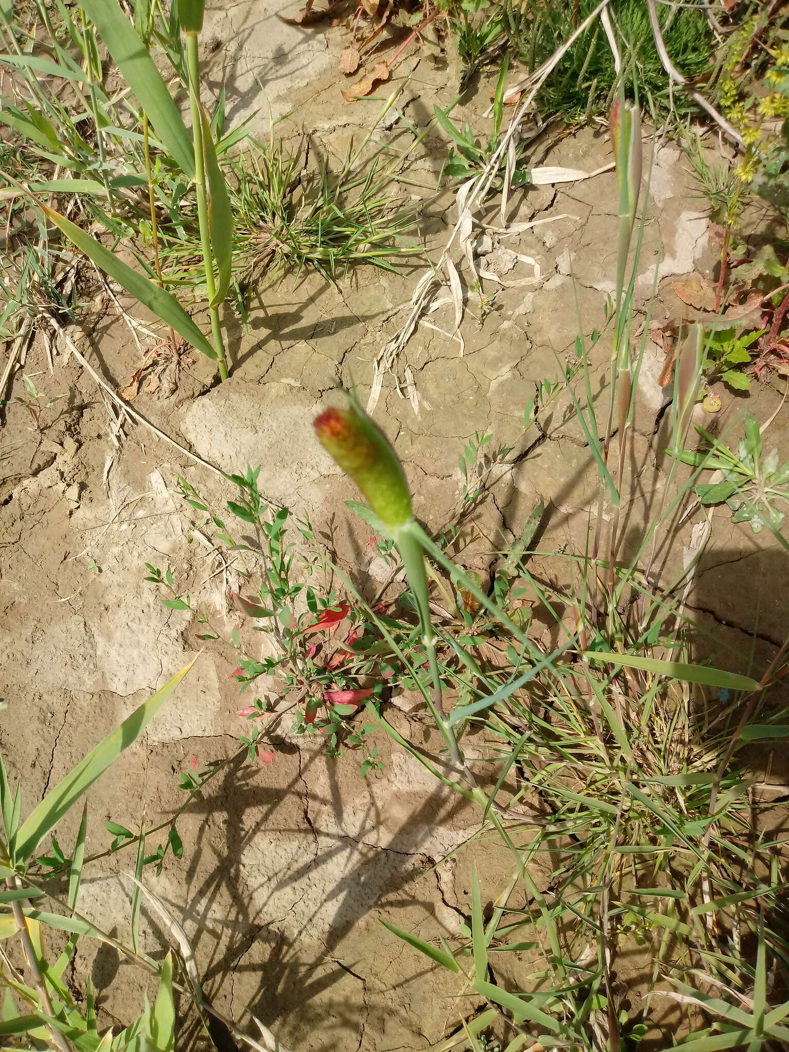 Image of hood canarygrass