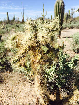 Image of jumping cholla