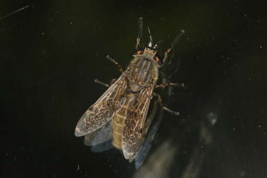 Image of common horse fly