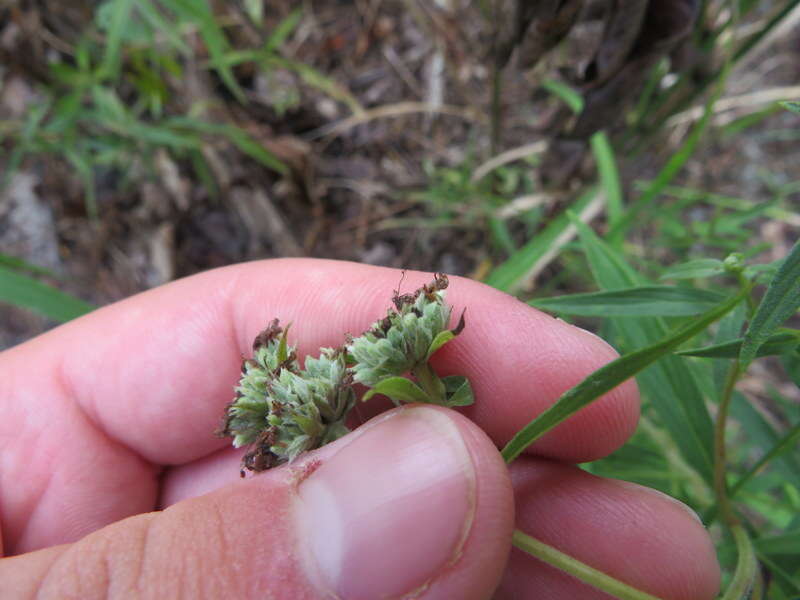 Image de Pycnanthemum torreyi Benth.