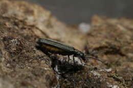 Image of Oedemera lurida