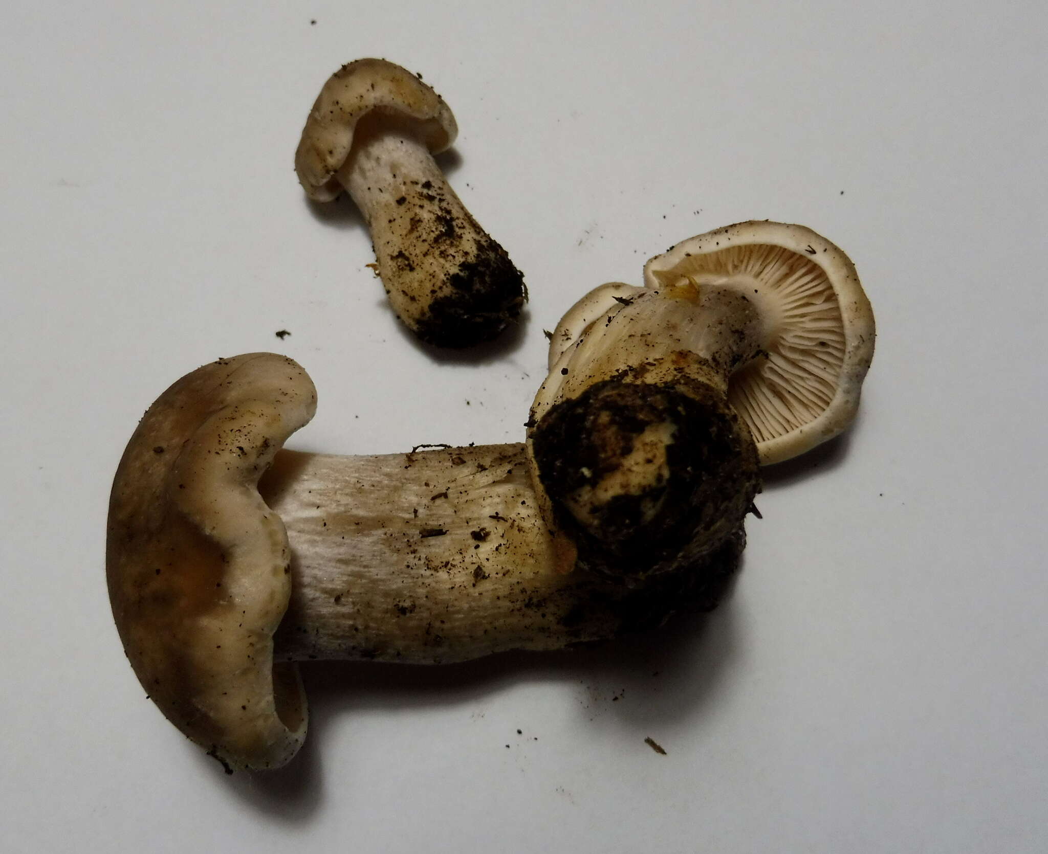 Plancia ëd Tephrocybe putida (P. Karst.) M. M. Moser 1967