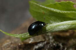 Image of willow leaf beetle