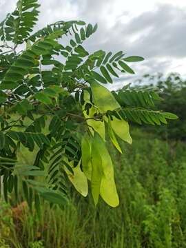 Image of Dalbergia glaucocarpa Bosser & R. Rabev.