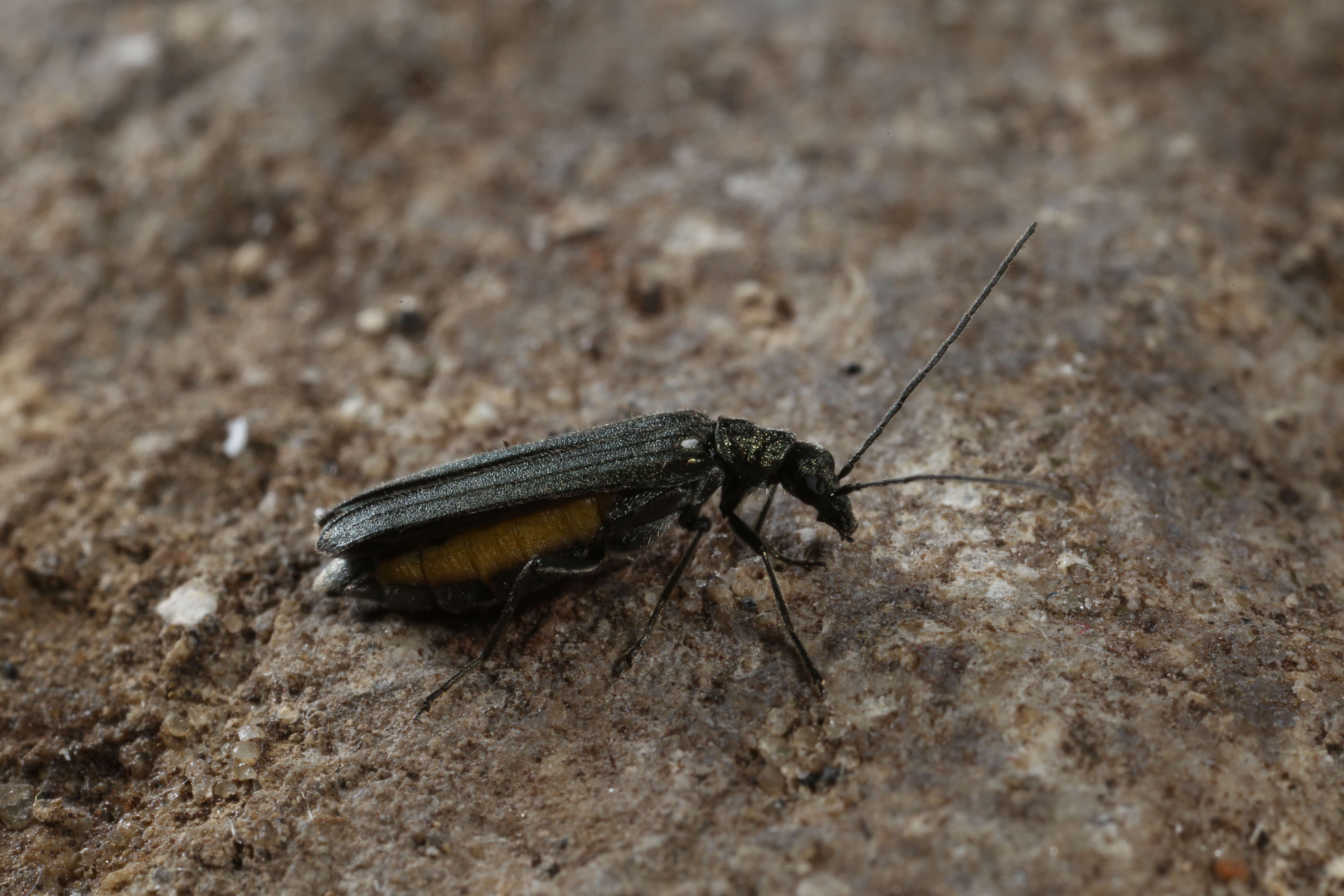 Image of Oedemera lurida