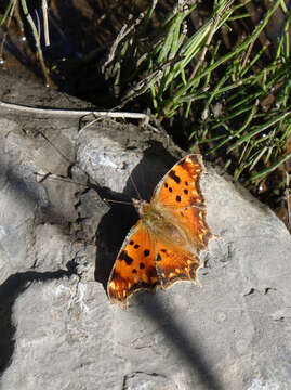 Image of <i>Polygonia <i>egea</i></i> egea