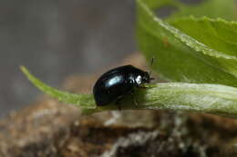 Image of willow leaf beetle