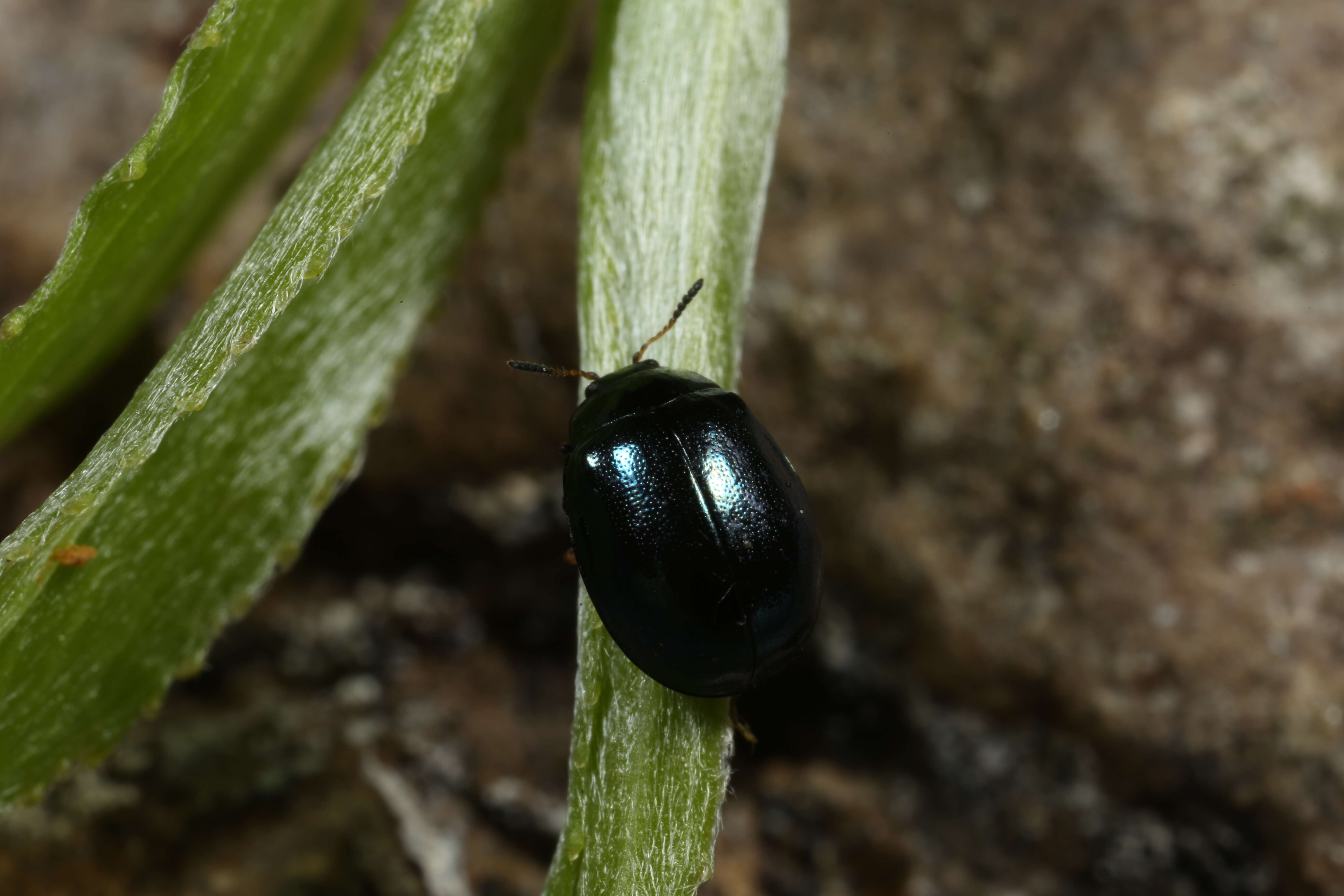 Image of willow leaf beetle