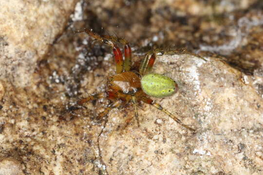 Image of Cucumber green spider