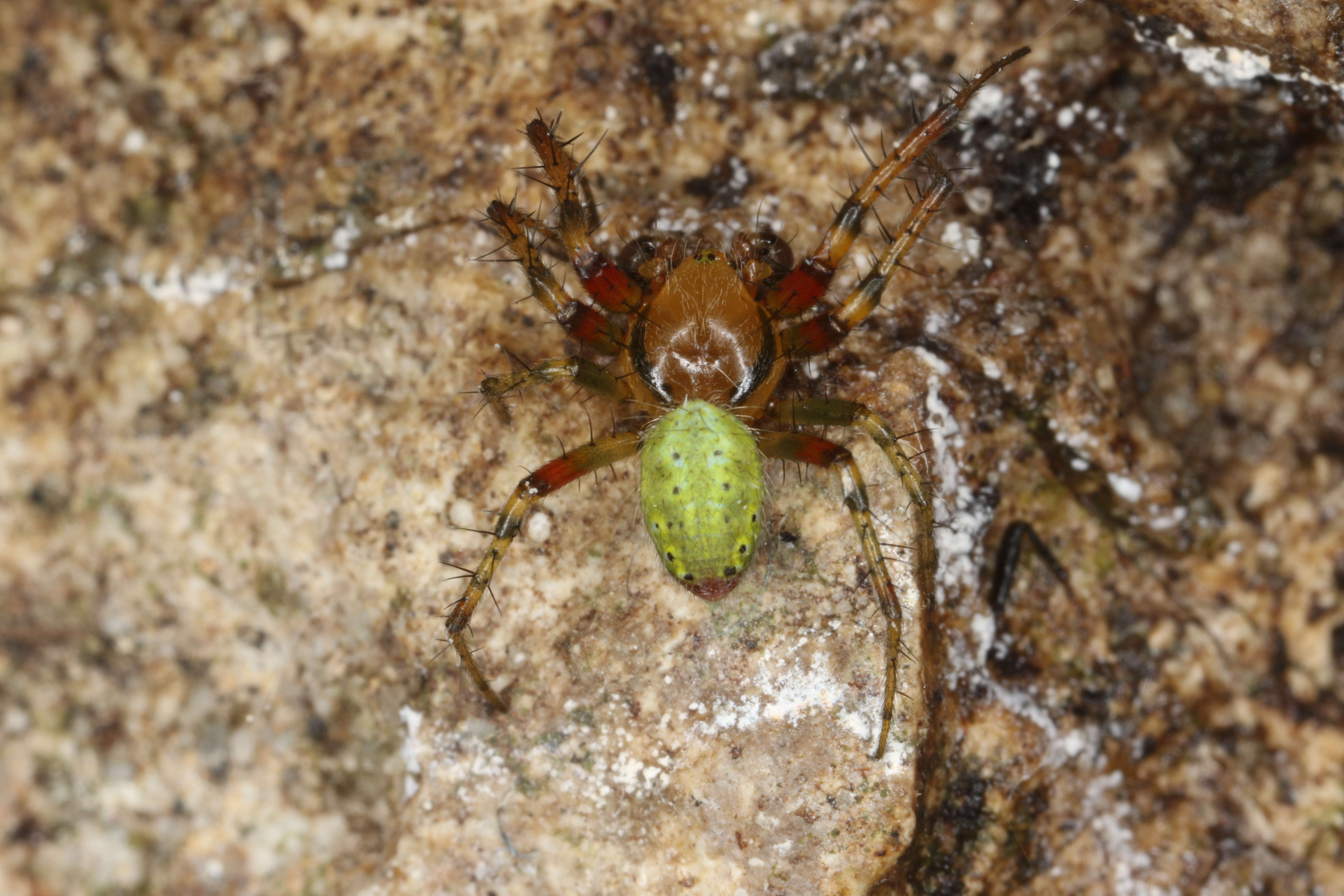 Image of Cucumber green spider