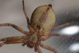 Image of Philodromus aureolus (Clerck 1757)