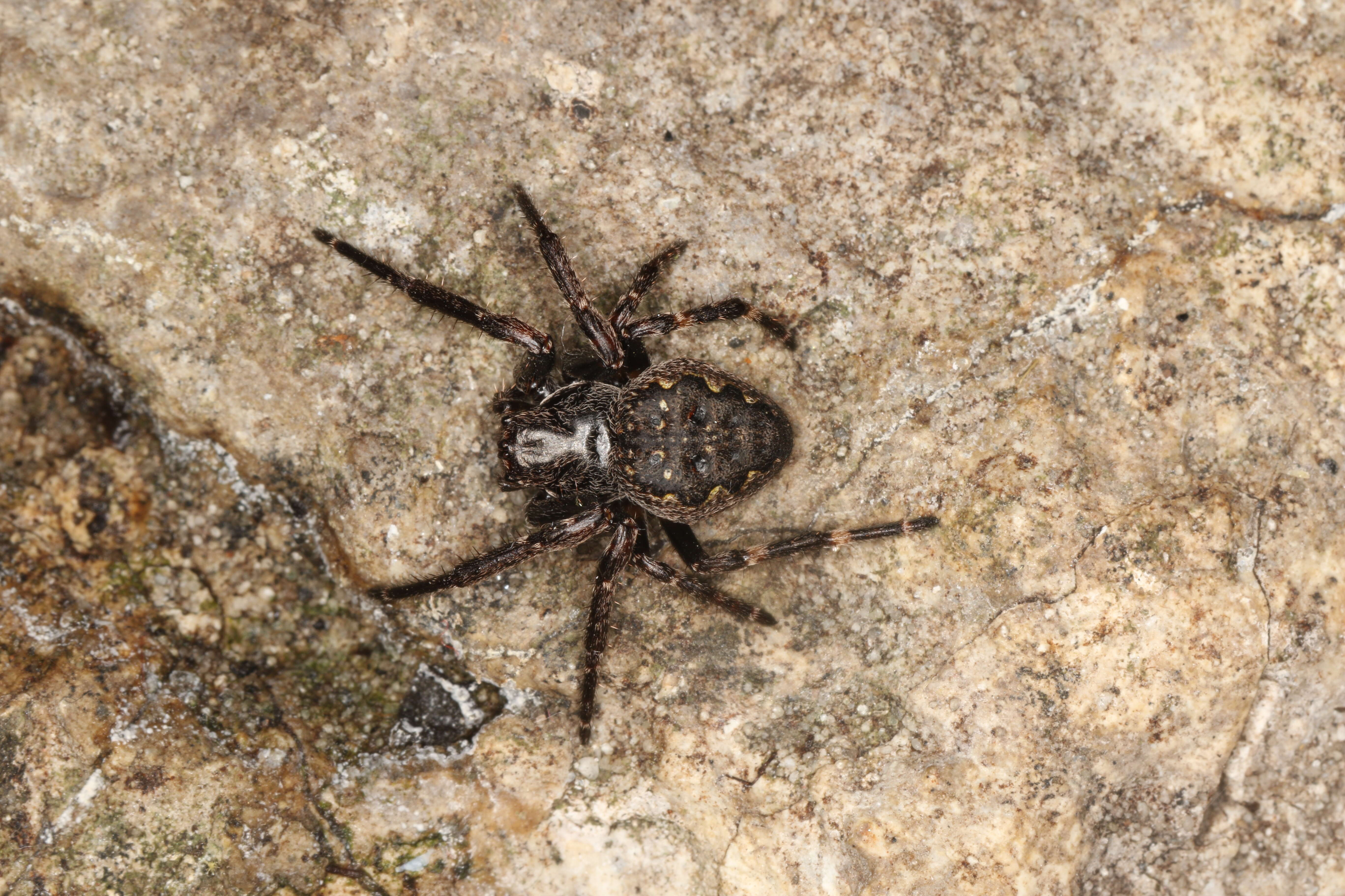 Image of Walnut Orb-Weaver Spider