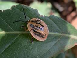 Image of Cyclosoma (Monrosiacassis) strigata (Panzer 1798)