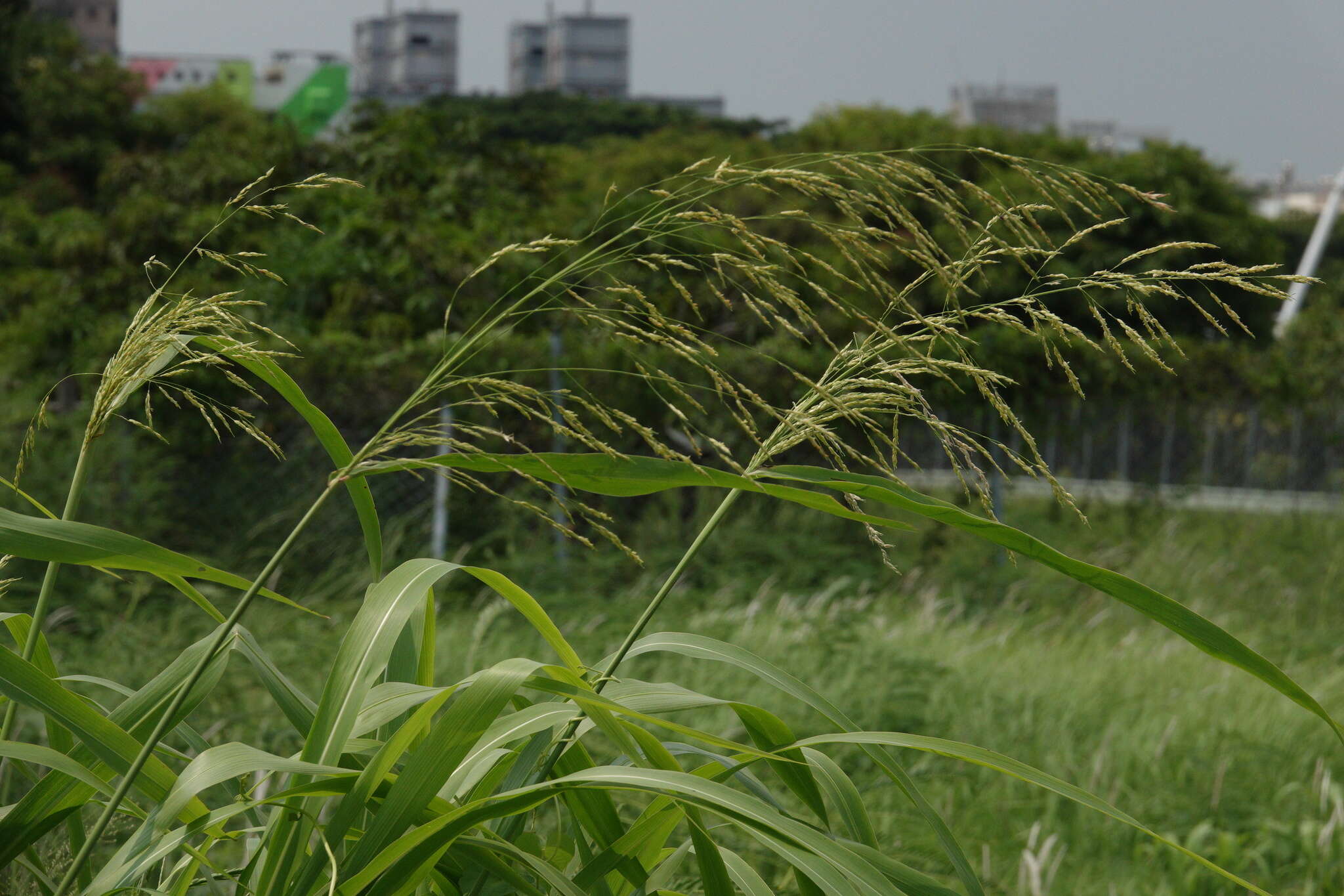 Слика од Sorghum arundinaceum (Desv.) Stapf