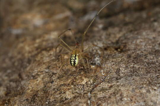 Image of Enoplognatha ovata (Clerck 1757)