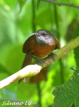 Image of Rufous-breasted Spinetail