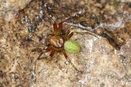 Image of Cucumber green spider