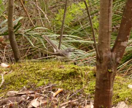 Image of Grey Fantail