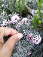 Image of Amphithalea ericifolia subsp. ericifolia