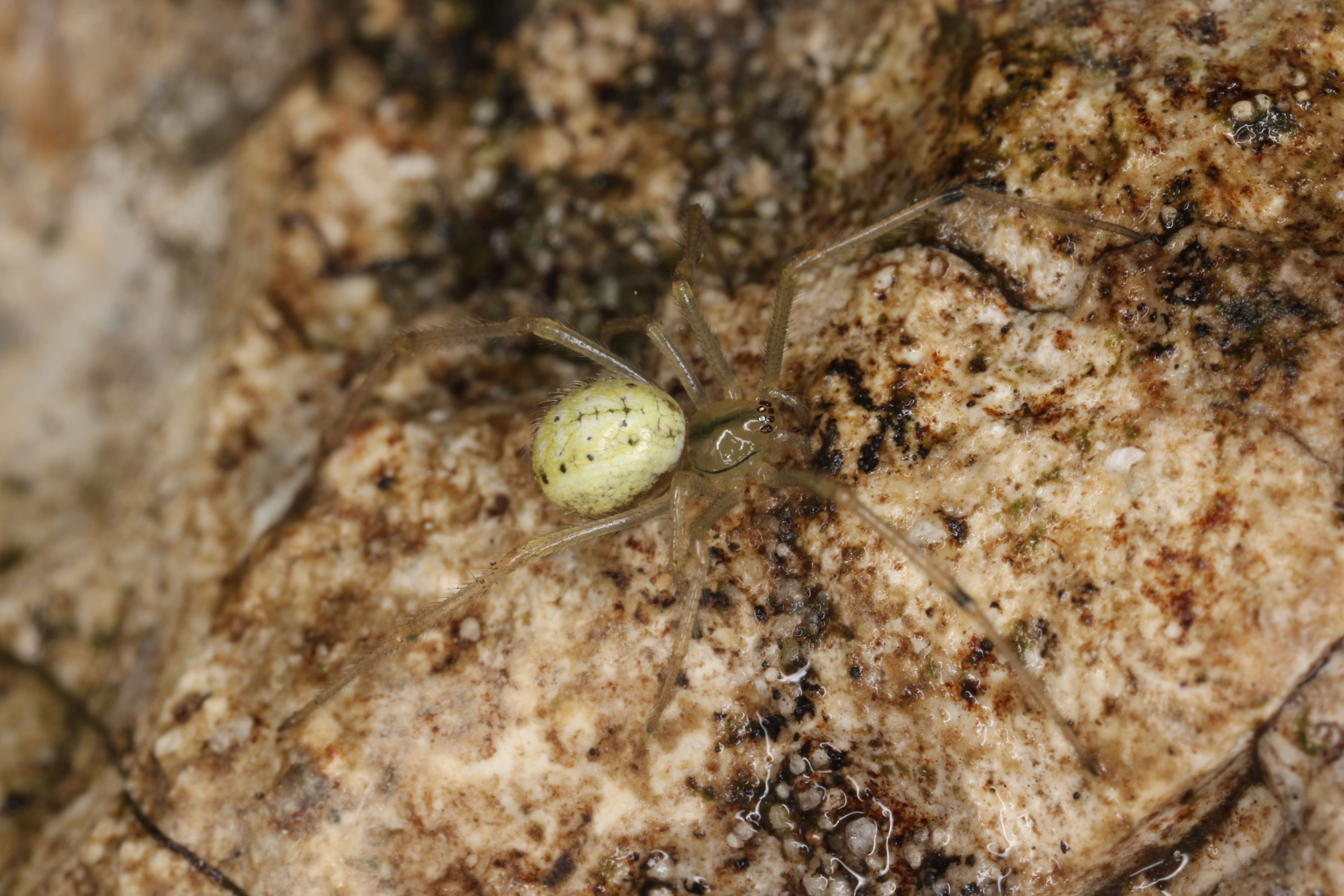 Image of Enoplognatha ovata (Clerck 1757)