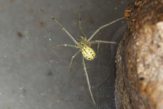 Image of Enoplognatha ovata (Clerck 1757)