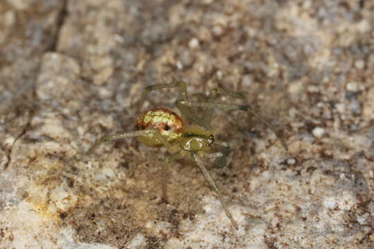 Image of Enoplognatha ovata (Clerck 1757)