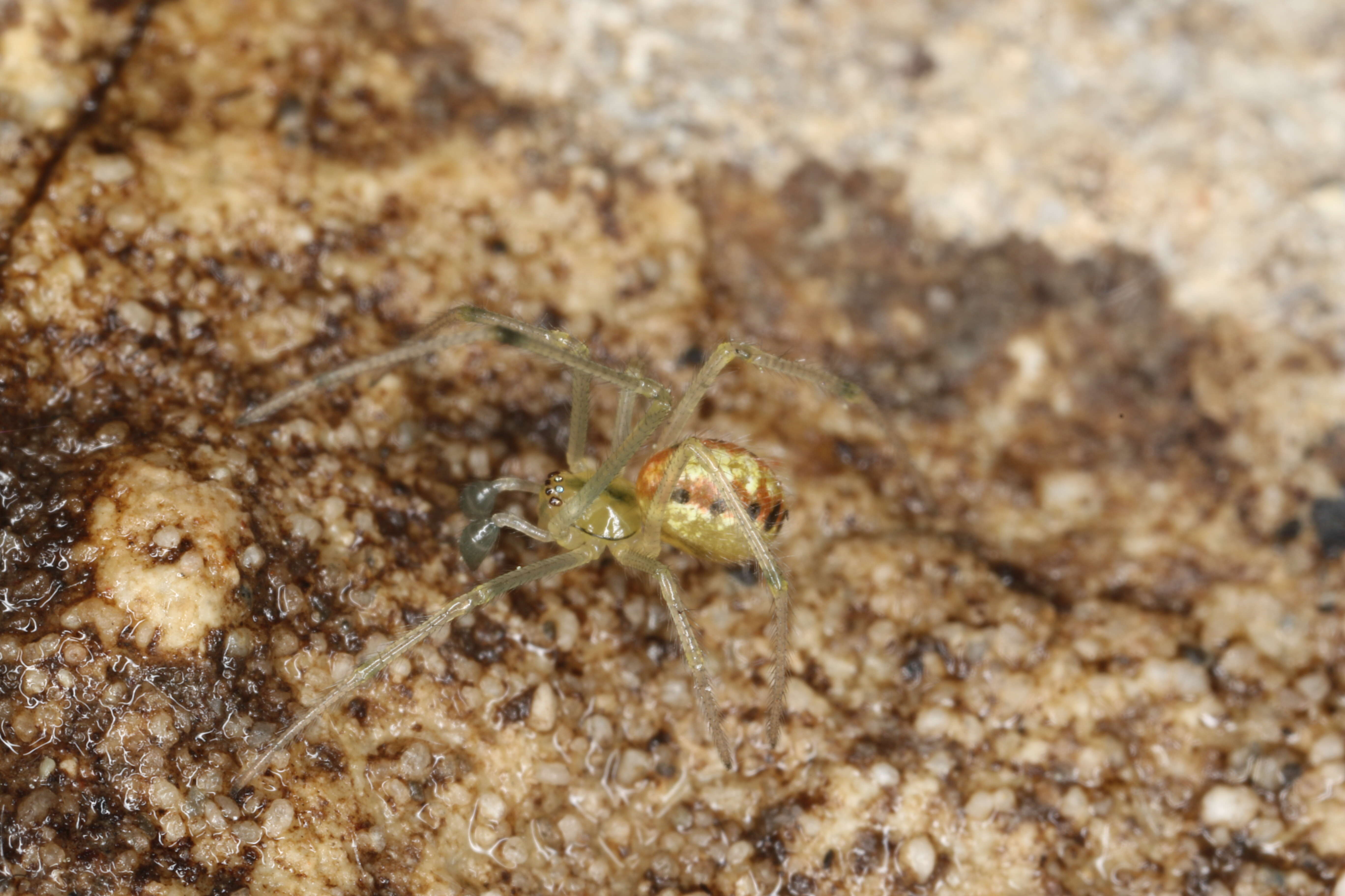 Image of Enoplognatha ovata (Clerck 1757)