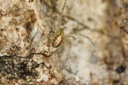 Image of Enoplognatha ovata (Clerck 1757)