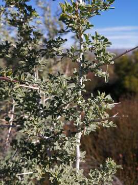 Sivun Wiborgia mucronata (L. fil.) Druce kuva