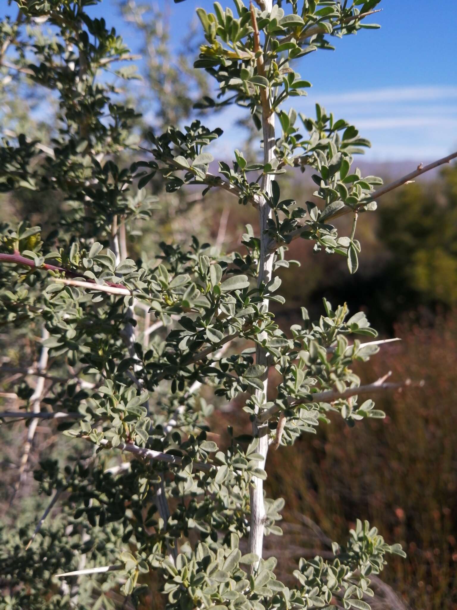 Image of Wiborgia mucronata (L. fil.) Druce