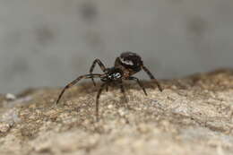 Image of False widow