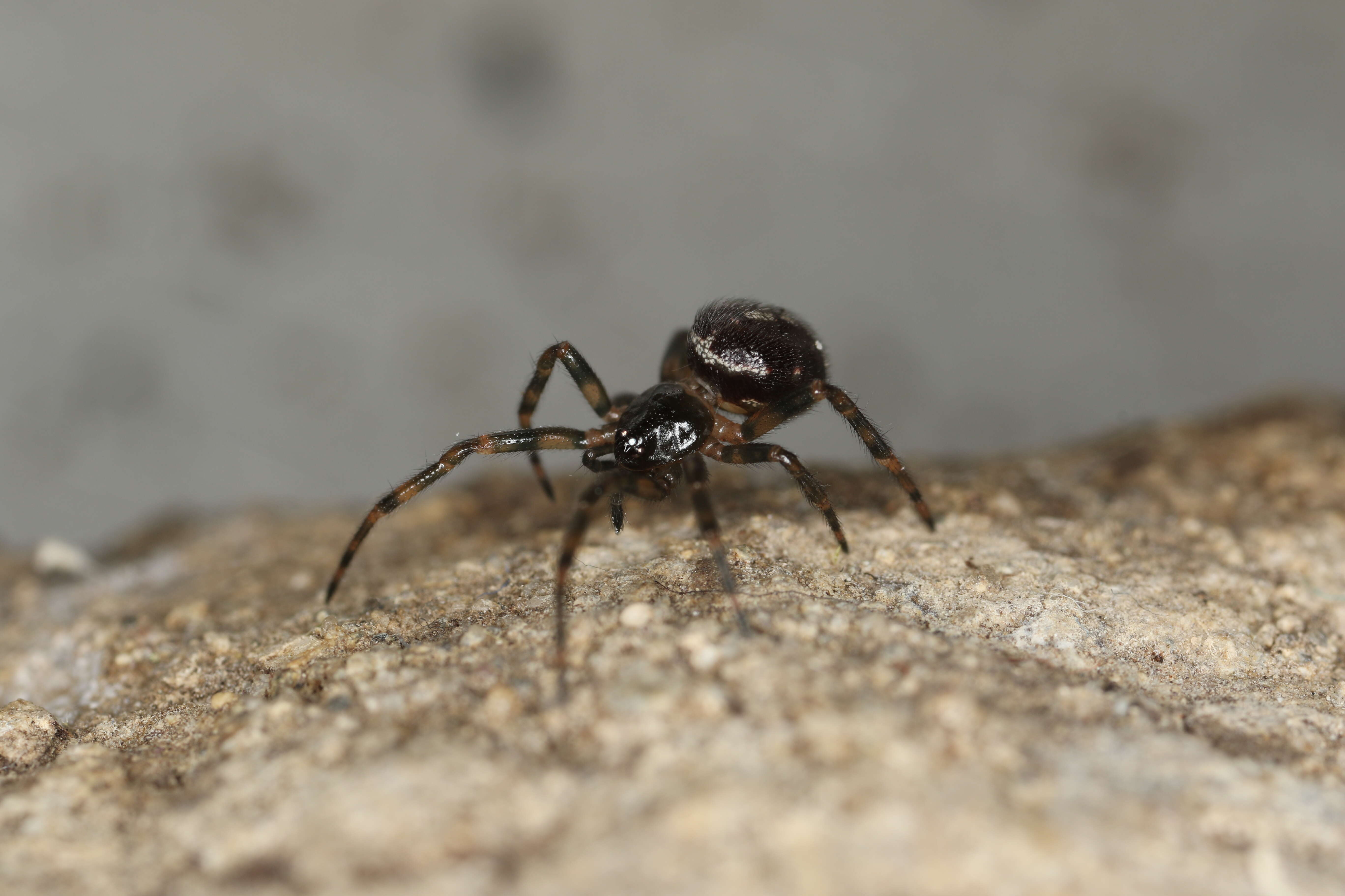 Image of False widow