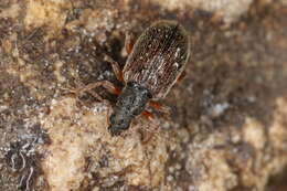 Imagem de Phyllobius (Nemoicus) oblongus (Linnaeus 1758)