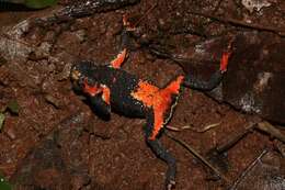 Image of Rivera Redbelly Toad