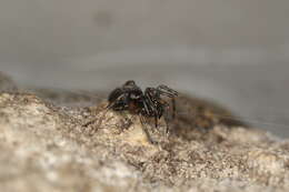 Image of False widow