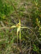 Image of Scented spider orchid