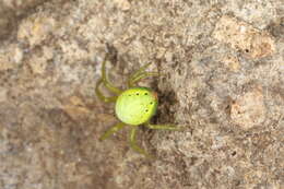 Image of Cucumber green spider