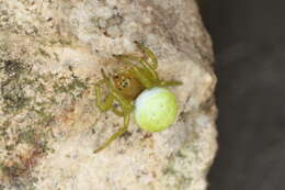 Image of Cucumber green spider