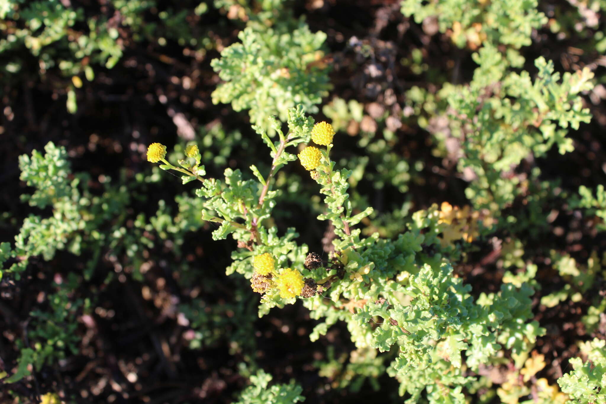 Image of Oncosiphon sabulosum (Wolley Dod) M. Källersjö