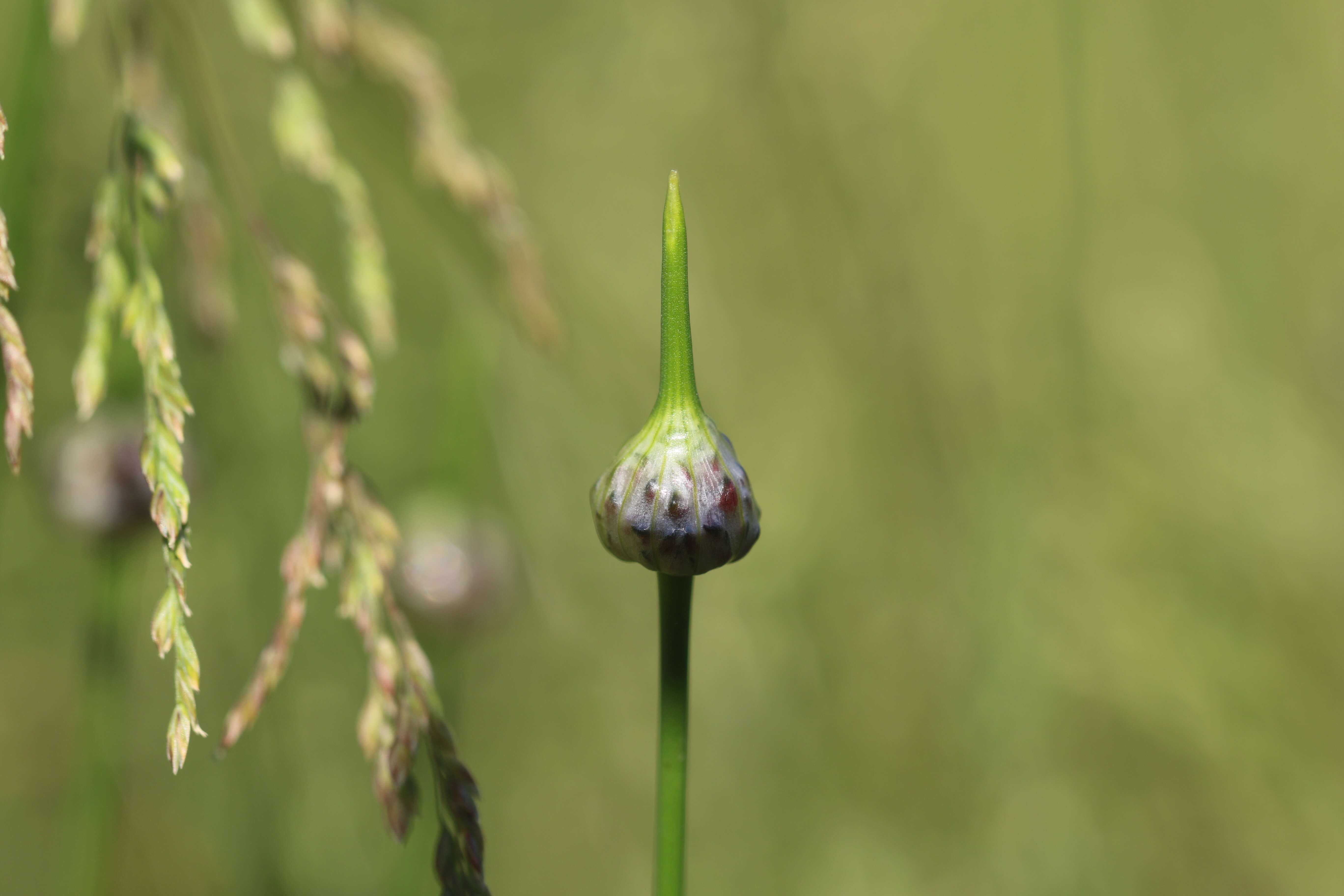 Allium scorodoprasum L.的圖片