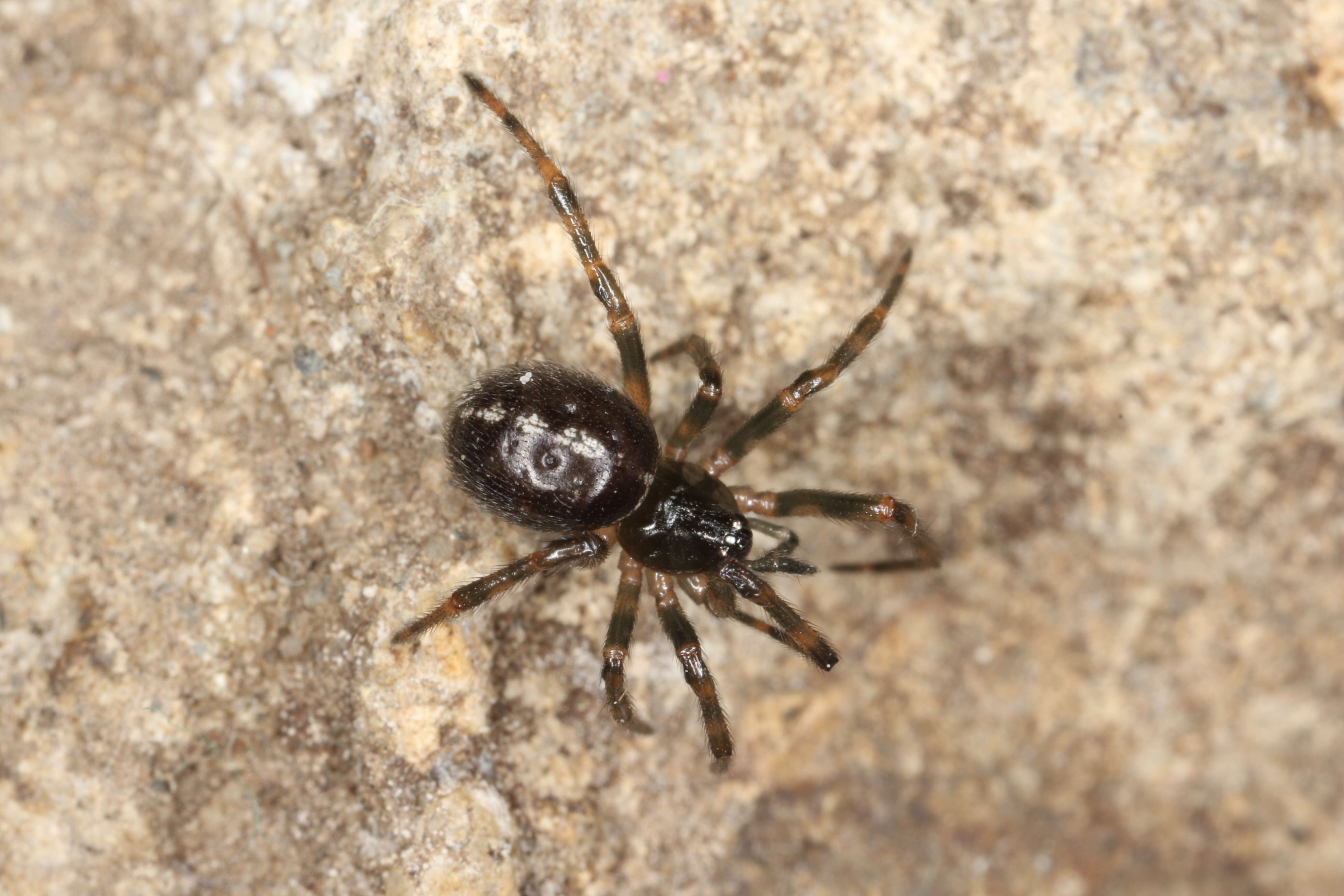 Image of False widow