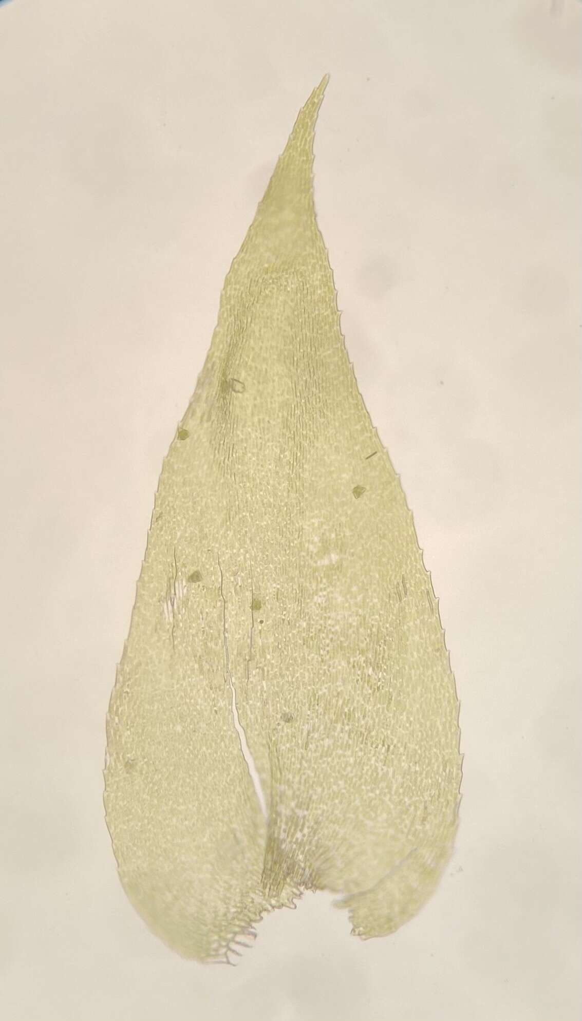 Image of plagiothecium moss