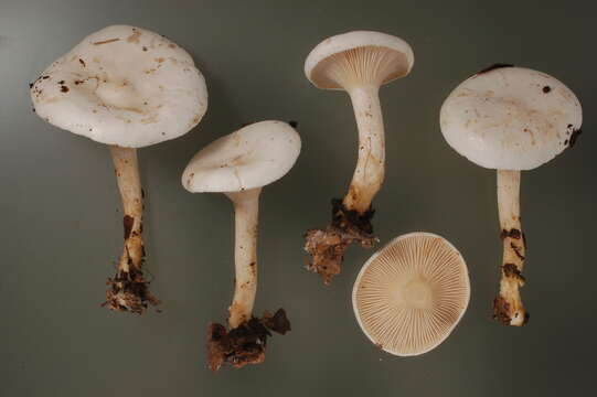 Imagem de Hygrophorocybe nivea (Velen.) Vizzini & Contu 2014