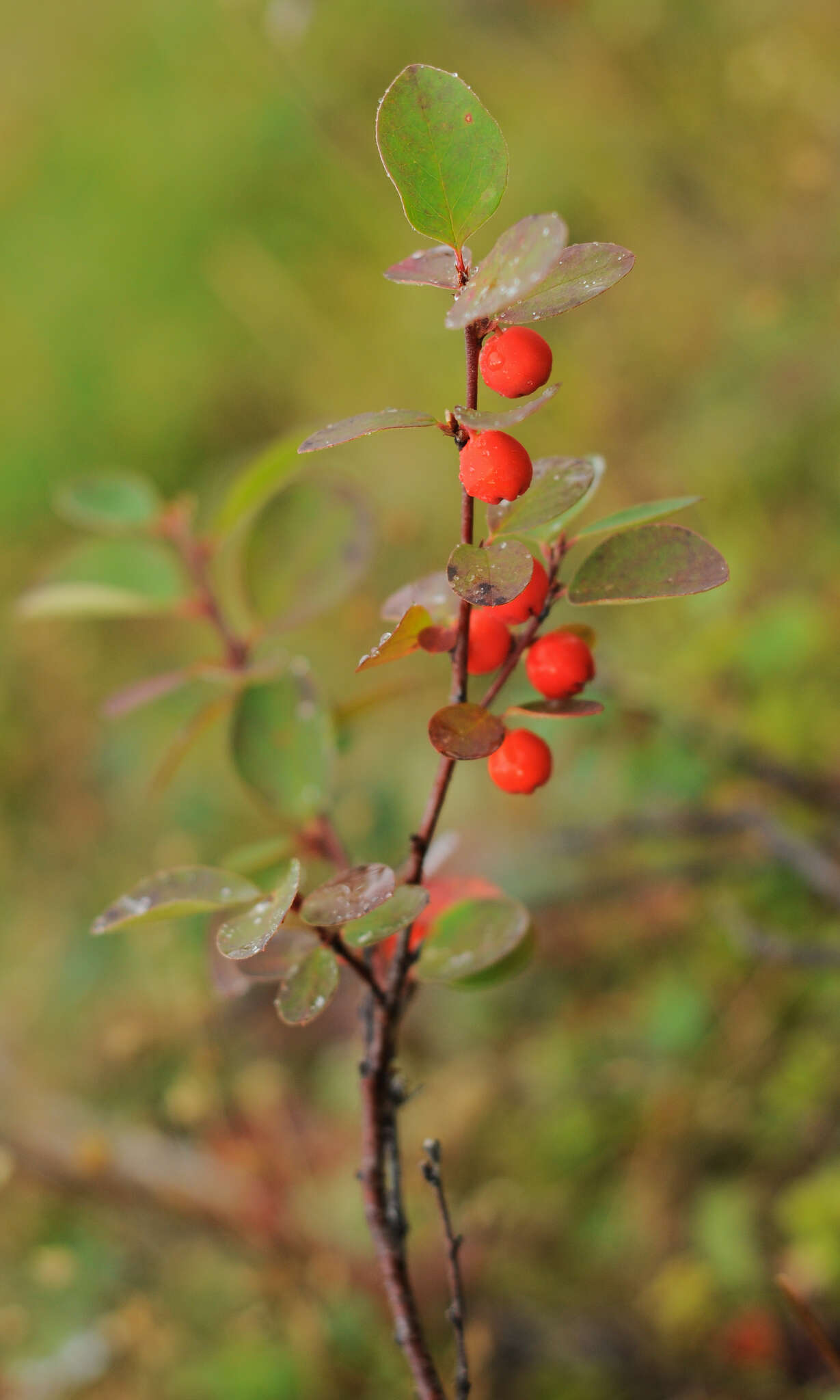 Image of Cotoneaster uniflorus Bunge