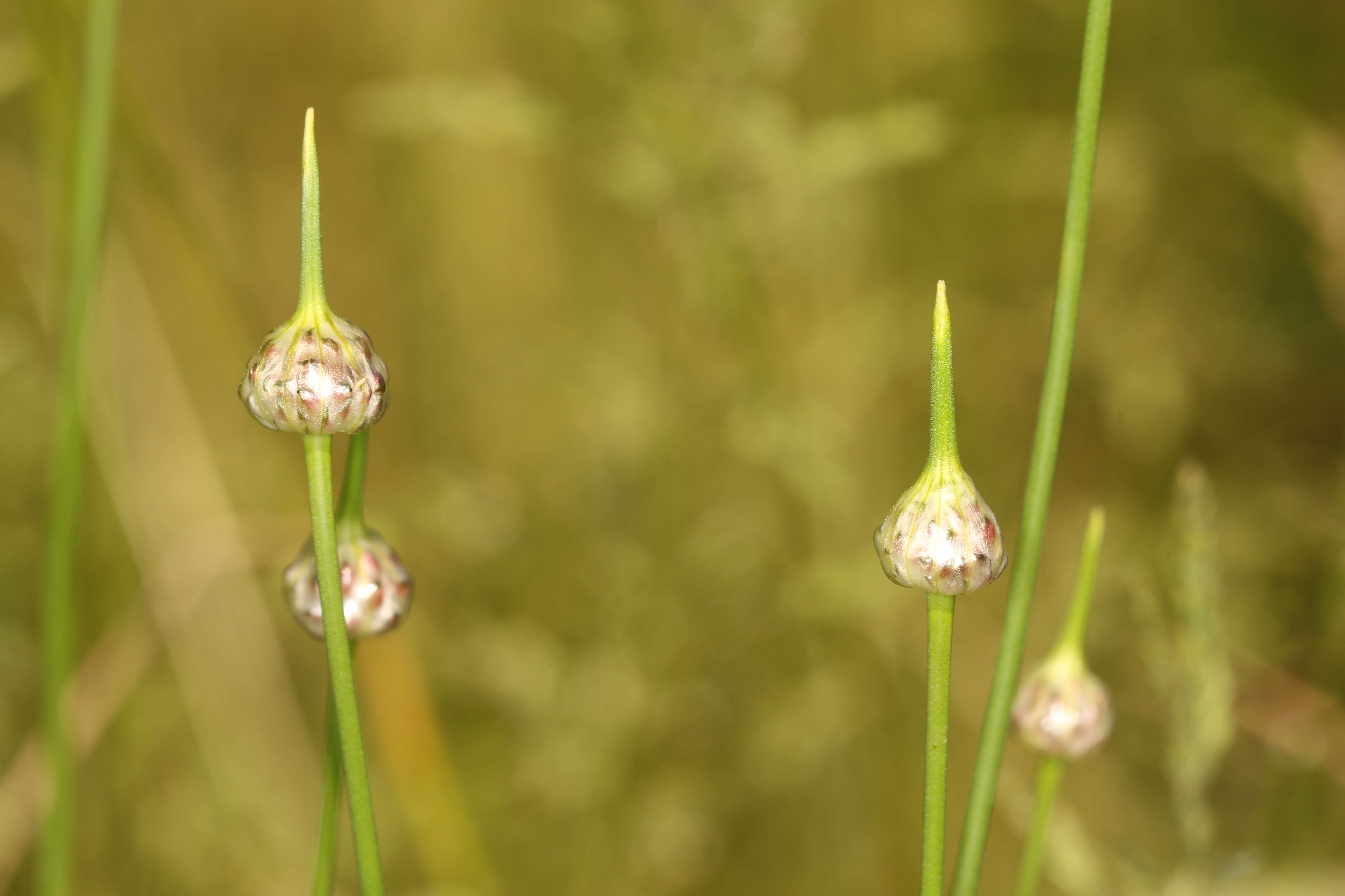 Allium scorodoprasum L.的圖片